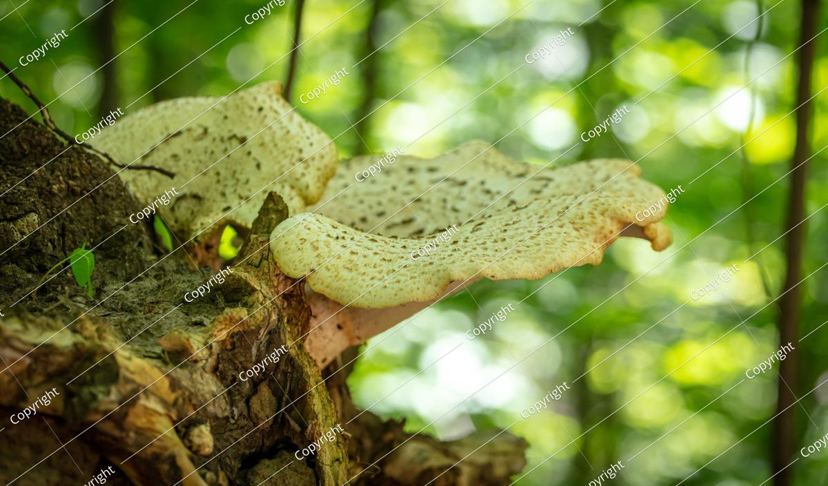 Closeup Of An Edible Mushroom Growing On A Tree.